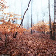 Тишина осеннего леса