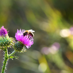 Бджола та квітка