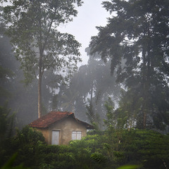 Дождевой лес Синхараджа, Шри-Ланка