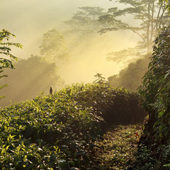 утро на чайной плантации