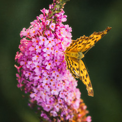 Бабочка-цветок