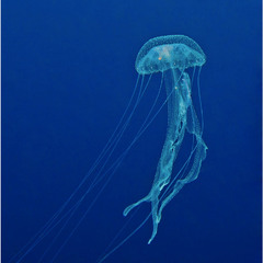 Такая маленькая медузка