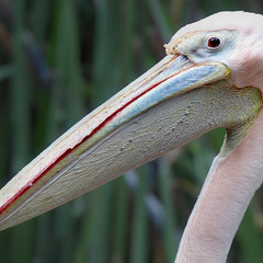 Несерьёзный портрет серьёзного розового пеликана