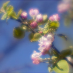 Яблони в цвету