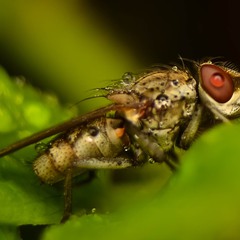 Сплящая муха