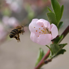 Бджілка+квітка..