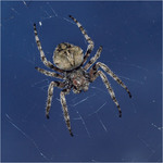 Larinioides ixobolus