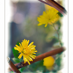 Вдихнути сонячний промінчик і звабити красою зір...(2)