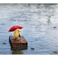 Літній дощ, літній дощ, він почавсь сьогодні рано...