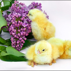 Де ж тут п'ять пелюсток?