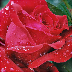 Презент від дощику-перлинки (2)