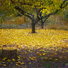 Осінь, ти на сум мій геть не схожа...