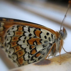 портрет бабочки