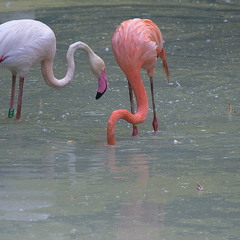 Фламинго в Киевском зоопарке