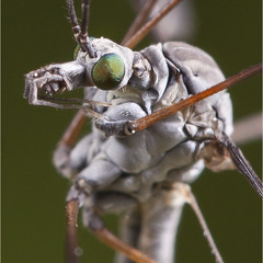 портрет комара