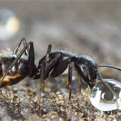 мёд и муравей