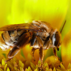 шерстяная пчела :)