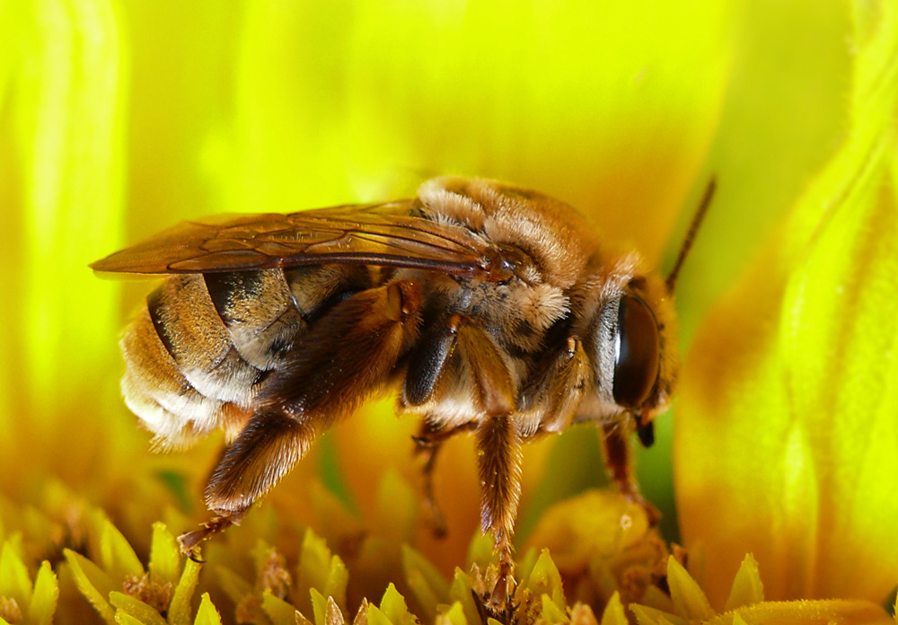 Пока пчелы. Медоносная пчела. Пчелы медоносные насекомые. Среднерусская медоносная пчела. Красивая пчела.