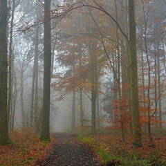 Fog in the forest.