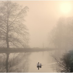 Swan in the fog.