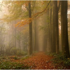 Autumn walk in the forest