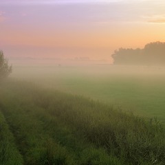 A foggy summer morning.