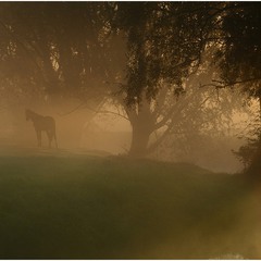 Horse in the fog.