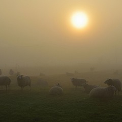 Sheep in the morning.