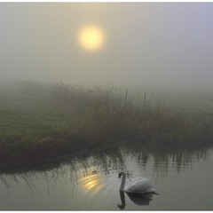 Swan in the fog.