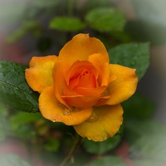 Краса троянди 01