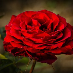 Краса троянди 03