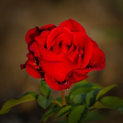 Краса троянди 05