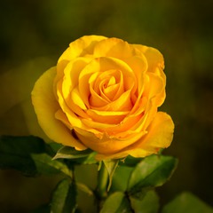 Краса троянди 04