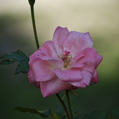 Чари троянд