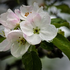 Яблуневий цвіт 01