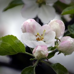 Яблуневий цвіт 02
