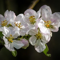 Яблуневий цвіт 03