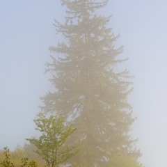 Карпатські тумани 05