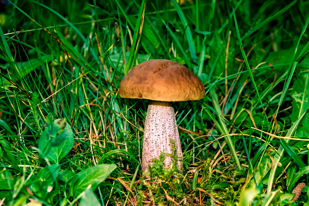 Фотографія Жив собі гриб... 2 / Ігор Кульчицький / photographers.ua