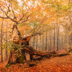 Тайны осеннего леса