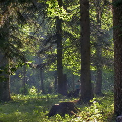 Влітку у лісі