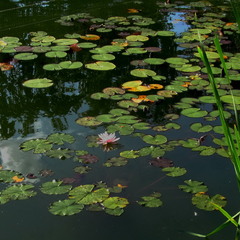 З архіву, закуток ставка центрального парку