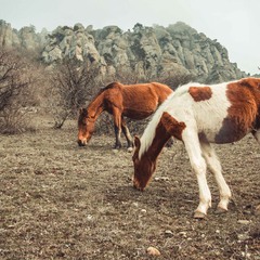 Лошади в тумане демерджи