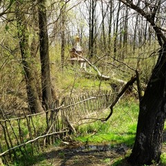 Неведомое..в лесу..