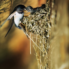 Ласточкино гнездо