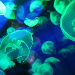 медузки