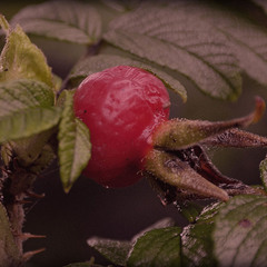 ягода шипшини