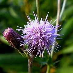Violet  Flower