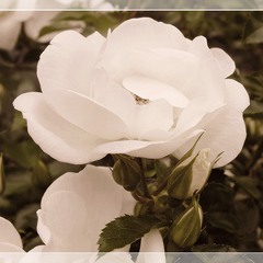 біла троянда