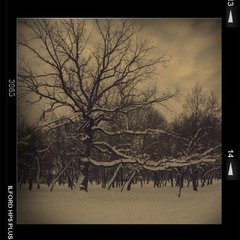 Зима в парке.